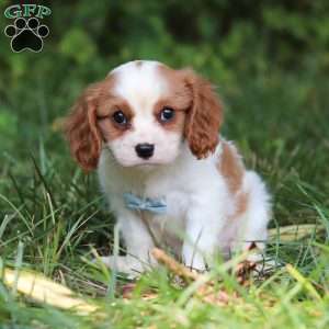 Donny, Cavalier King Charles Spaniel Puppy